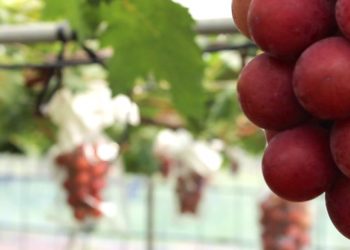 Japán – Rekordáron kelt egy fürt vörös szőlő