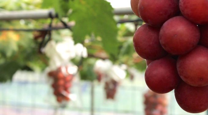 Japán – Rekordáron kelt egy fürt vörös szőlő