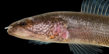 110 új fajt fedeztek fel a Mekong vidékén