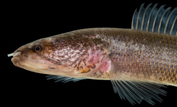 110 új fajt fedeztek fel a Mekong vidékén