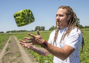 Hódmezővásárhely – Kocka alakú görögdinnyét termesztenek