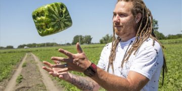 Hódmezővásárhely – Kocka alakú görögdinnyét termesztenek