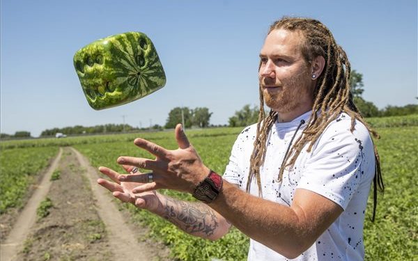 Hódmezővásárhely – Kocka alakú görögdinnyét termesztenek