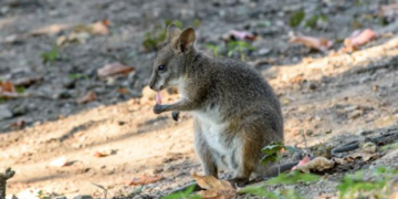 Antwerpenből  érkezett kihaltnak hitt kengurufaj a Fővárosi Állat- és Növénykertbe