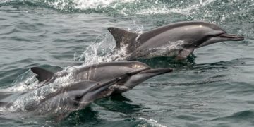 11 bálna-és delfinfajt észleltek kínai kutatók