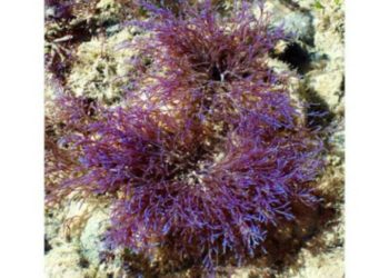 Agresszív, ismeretlen algafaj fojtogatja a világ egyik legtávolabbi korallzátonyának élővilágát