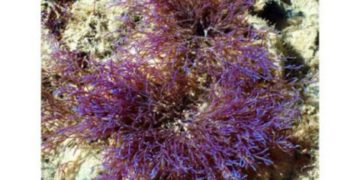 Agresszív, ismeretlen algafaj fojtogatja a világ egyik legtávolabbi korallzátonyának élővilágát