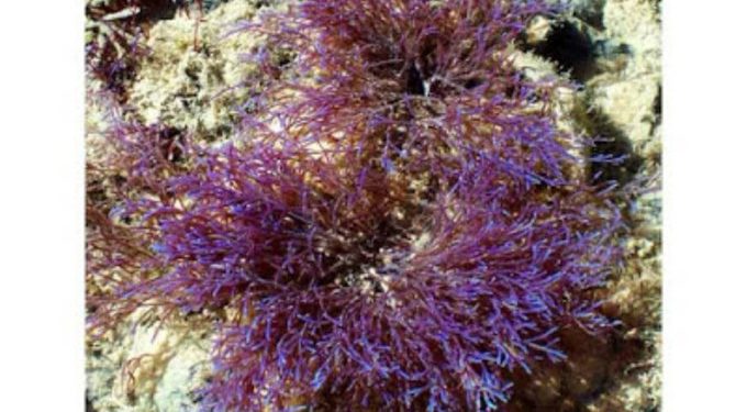 Agresszív, ismeretlen algafaj fojtogatja a világ egyik legtávolabbi korallzátonyának élővilágát