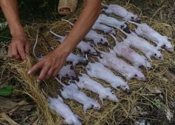 Vietnám – A vadon élő állatokat árusító piacokat bezárják