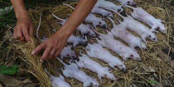 Vietnám – A vadon élő állatokat árusító piacokat bezárják