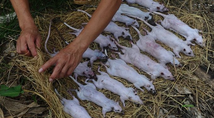 Vietnám – A vadon élő állatokat árusító piacokat bezárják