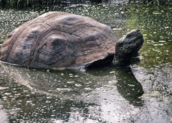 A Galápagos-szigetekre visszatért óriásteknősök egy helyben maradtak