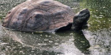 A Galápagos-szigetekre visszatért óriásteknősök egy helyben maradtak