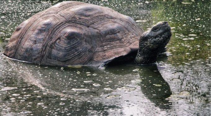 A Galápagos-szigetekre visszatért óriásteknősök egy helyben maradtak