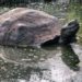A Galápagos-szigetekre visszatért óriásteknősök egy helyben maradtak
