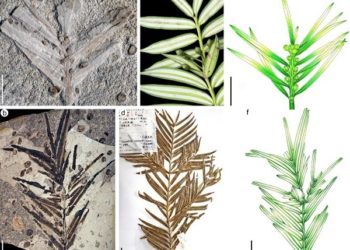 Kína – Százhatvanmillió éves növénykövületeket találtak