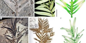 Kína – Százhatvanmillió éves növénykövületeket találtak