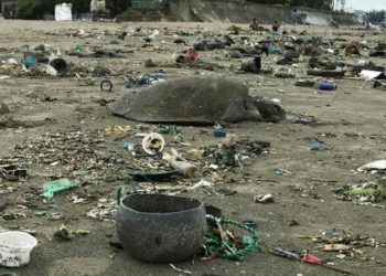 Banglades – Műanyag szemétbe szorult tengeri teknősöket mentettek