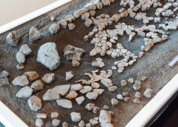 Kétméteres óriásteknős maradványait találták meg Németországban