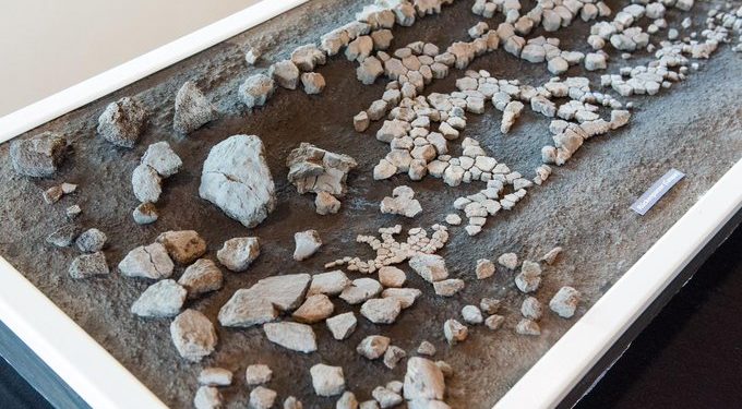 Kétméteres óriásteknős maradványait találták meg Németországban