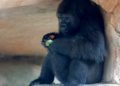 A New Orleans-i állatkert gorilláját  anyaságra tanítják