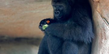 A New Orleans-i állatkert gorilláját  anyaságra tanítják