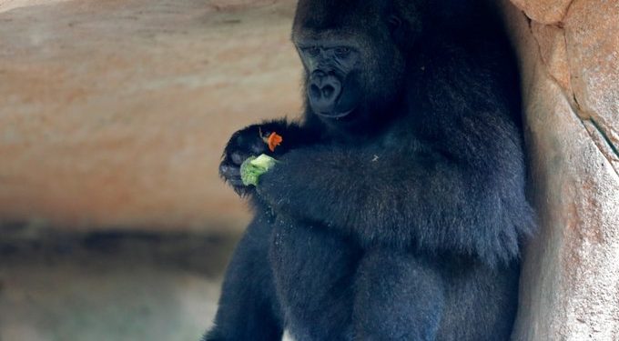 A New Orleans-i állatkert gorilláját  anyaságra tanítják
