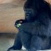 A New Orleans-i állatkert gorilláját  anyaságra tanítják