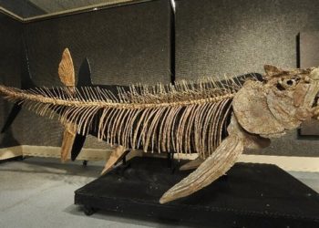 Argentína – Hetvenmillió éves óriáshal kövületét fedezték fel