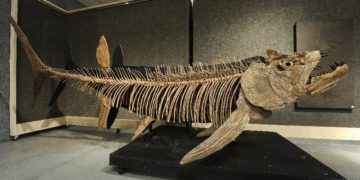 Argentína – Hetvenmillió éves óriáshal kövületét fedezték fel