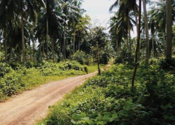 A jövőben Majommunka-mentességet igazoló címkével árusítják a kókuszdiót Thaiföldön