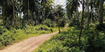 A jövőben Majommunka-mentességet igazoló címkével árusítják a kókuszdiót Thaiföldön