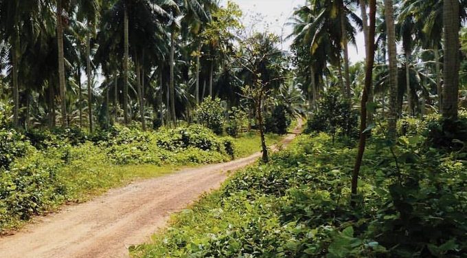 A jövőben Majommunka-mentességet igazoló címkével árusítják a kókuszdiót Thaiföldön