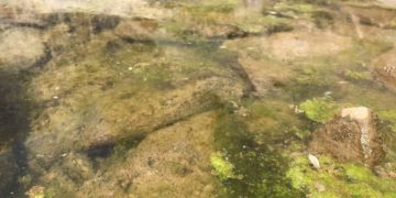 Az Egyesült Államokban zöldre festi a hegyi tavakat a klímaváltozás