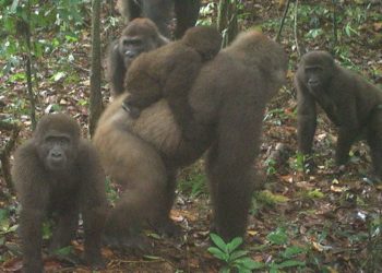 Nigériában ritka gorillacsapatról készültek felvételek a Mbe-hegyekben