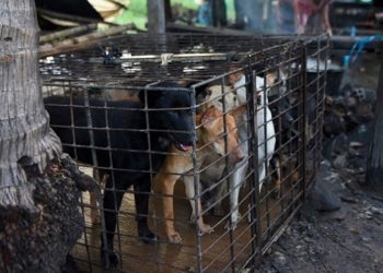 Kambodzsa – Betiltják a kutyahús kereskedelmét