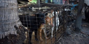 Kambodzsa – Betiltják a kutyahús kereskedelmét