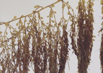 Skócia partjainál azonosították a legutóbbi jégkorszak óta fennmaradt tengeri moszatokat