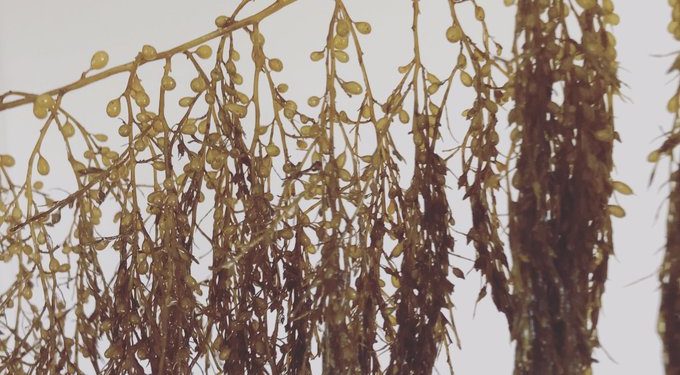 Skócia partjainál azonosították a legutóbbi jégkorszak óta fennmaradt tengeri moszatokat