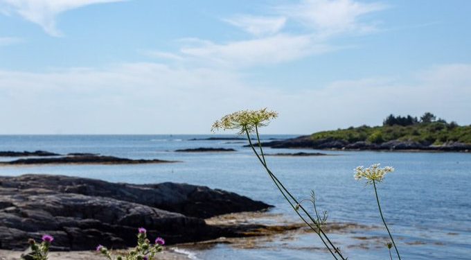 Az amerikai Maine állam partjainál cápatámadásba halhatott bele egy nő