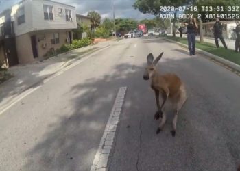 A floridai Fort Lauderdale utcáin ugrált végig egy kenguru (videó)