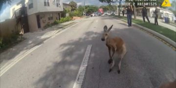 A floridai Fort Lauderdale utcáin ugrált végig egy kenguru (videó)