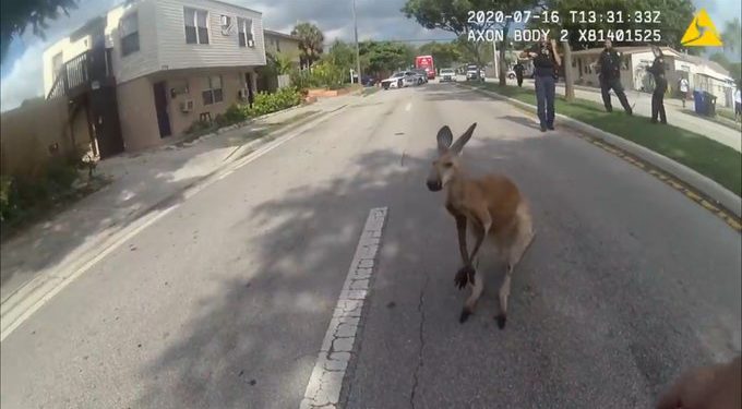 A floridai Fort Lauderdale utcáin ugrált végig egy kenguru (videó)