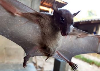 „Szuperimmunitás” – Denevérek genetikai vizsgálata