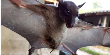 „Szuperimmunitás” – Denevérek genetikai vizsgálata