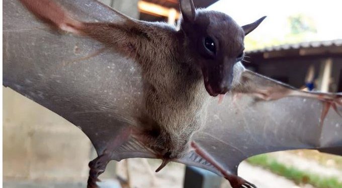 „Szuperimmunitás” – Denevérek genetikai vizsgálata