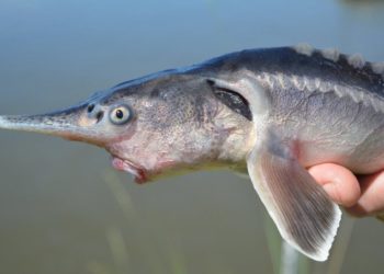 Halgenetika – Őshonos vágótok és az amerikai lapátorrú tok életképes hibridjét hozták létre magyar kutatók