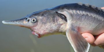 Halgenetika – Őshonos vágótok és az amerikai lapátorrú tok életképes hibridjét hozták létre magyar kutatók