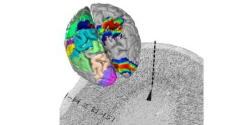 Háromdimenziós digitális atlasz készült az emberi agyról