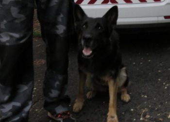 A betörők rejtekhelyéig vezette a nyomozókat Nani, a nyomkövető kutya